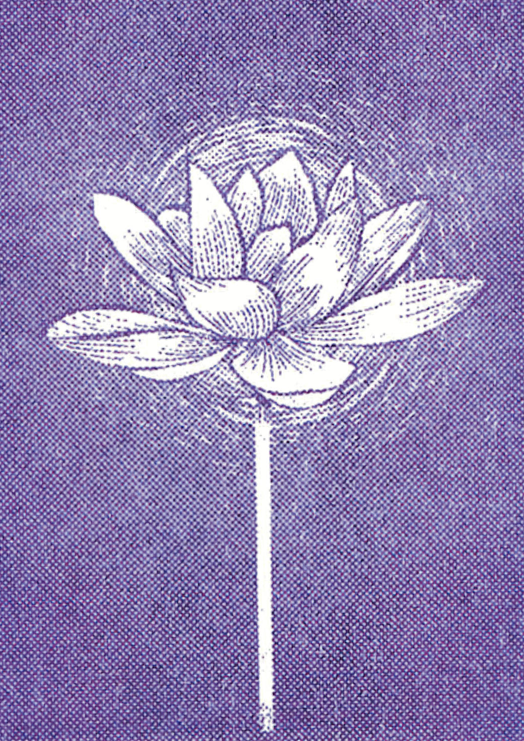Minh Mai Alneng