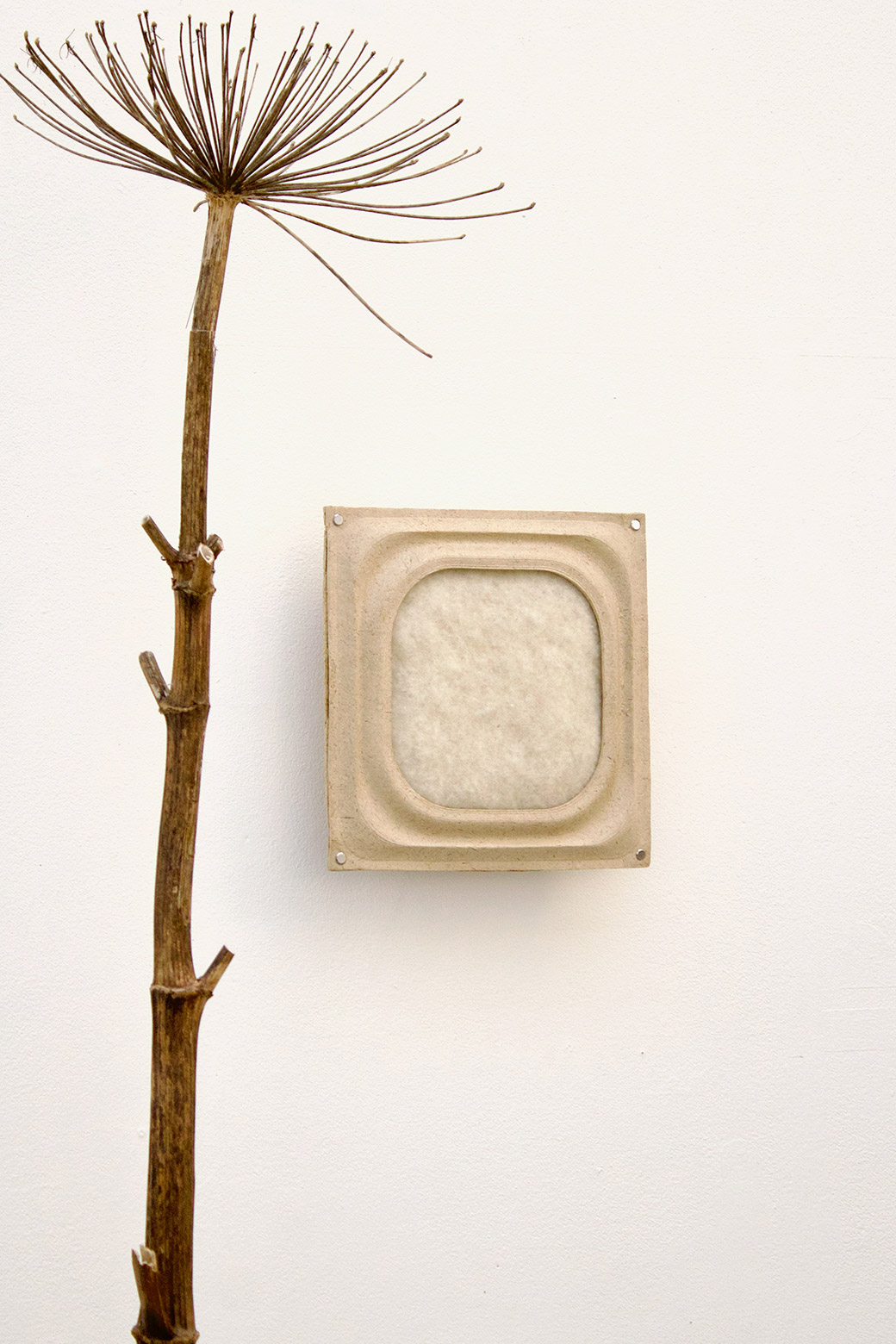 Anna Maier